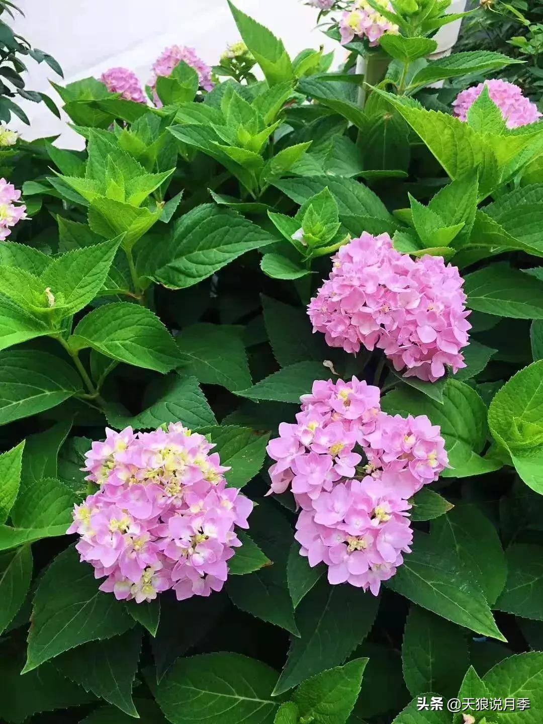 露台打造花海,她用10年改造庭院