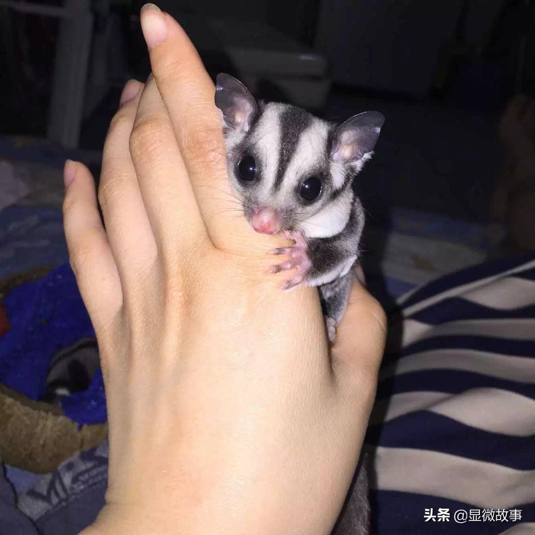 不粘人、难伺候、长得丑，但我就要养它