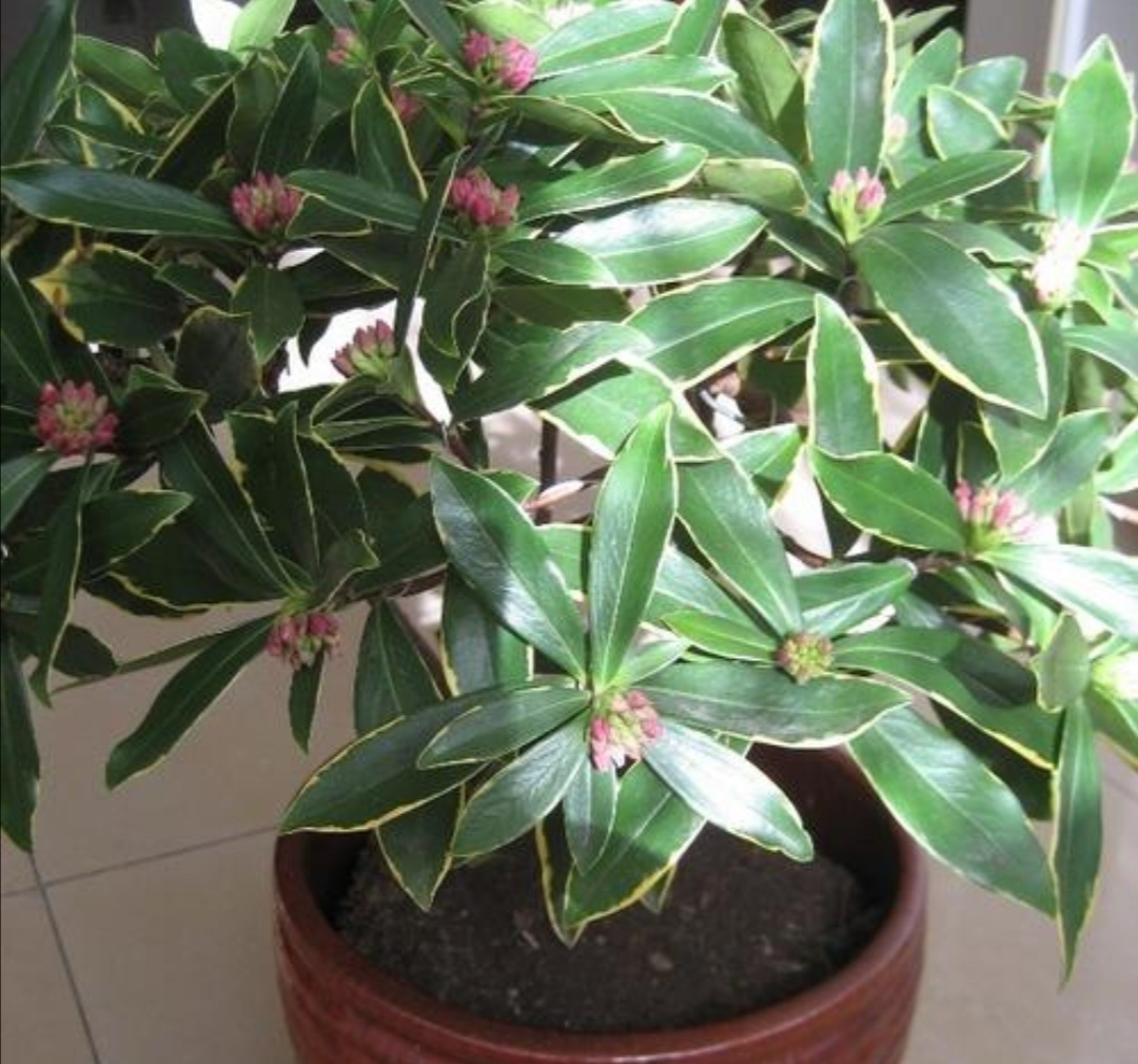 家里养盆“香味花”,春节期间开花,满屋花香扑鼻