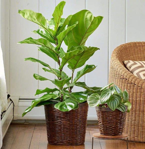 琴叶榕病有哪些症状,琴叶榕病用什么药