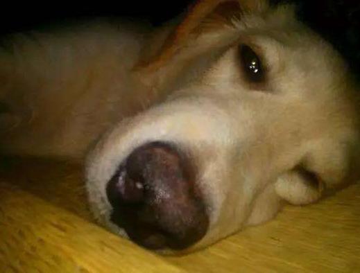 狗狗不吃不喝吐白色粘液,狗狗吐白色粘液怎么办啊