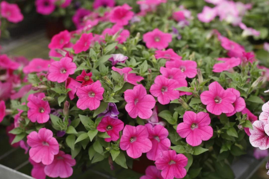 这43个来自世界各地的新品种，快来看看有没有你的菜