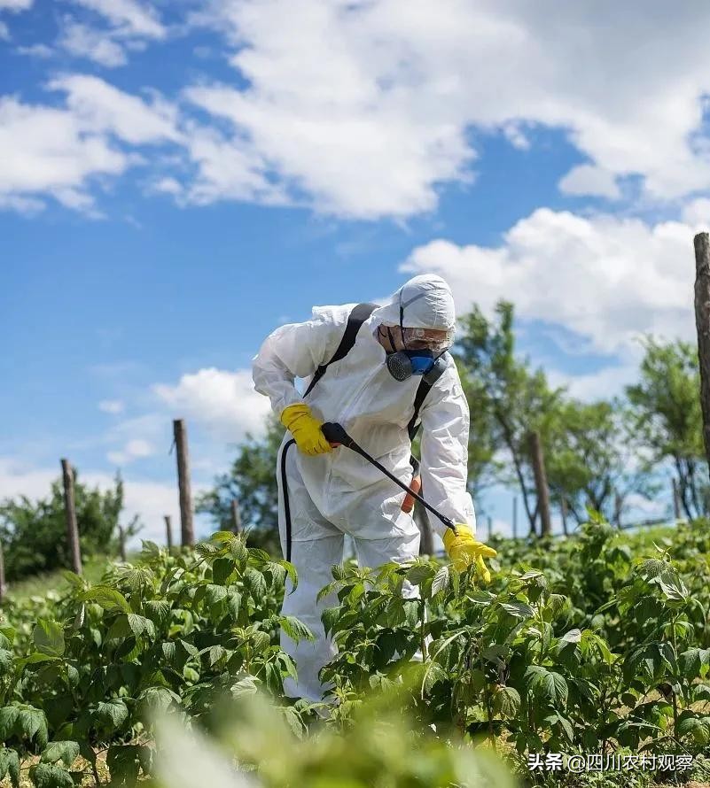 葡萄和什么水果可以放在一起保鲜,葡萄放冰箱里保鲜一个月还能吃吗