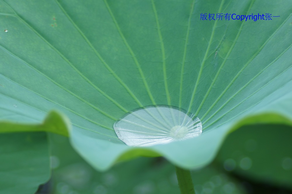 北京紫竹院的荷花：德国Pentacon与日本Minolta镜头实拍对比