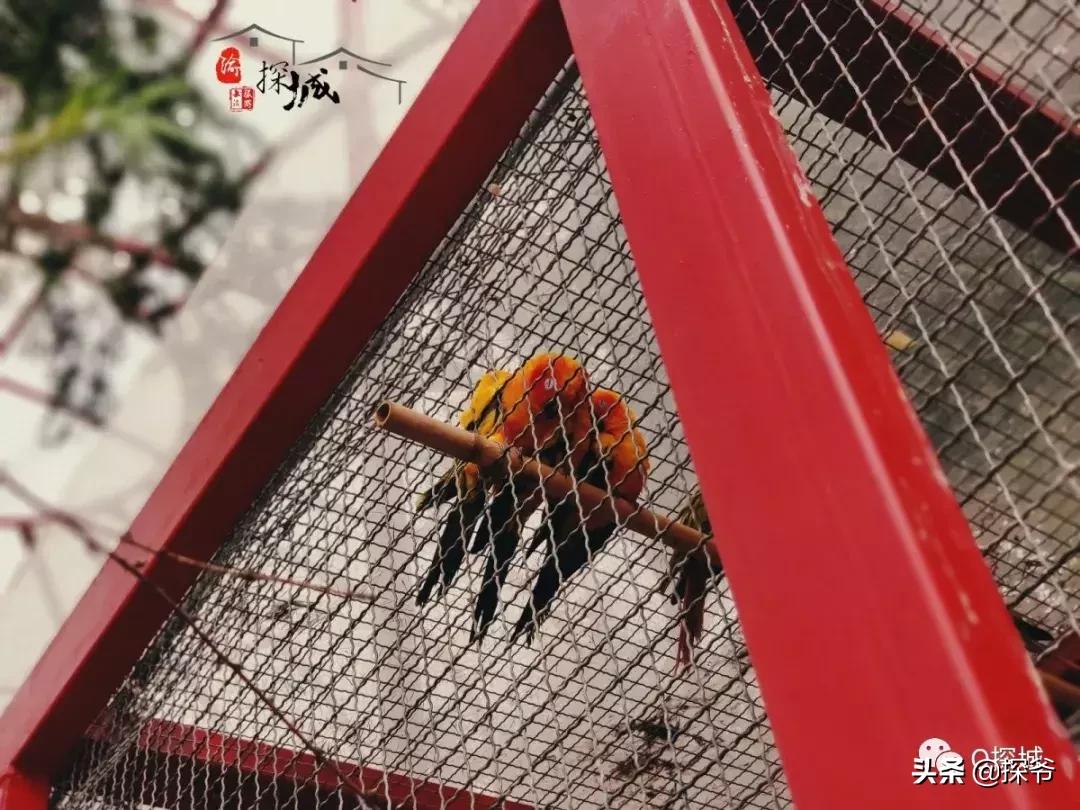 适合遛娃的地方重庆绿色星球,重庆150米神秘花园