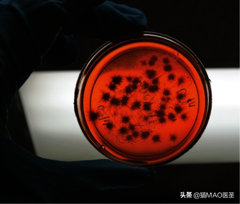 猫咪皮肤病症状及图片,猫咪皮肤病真菌