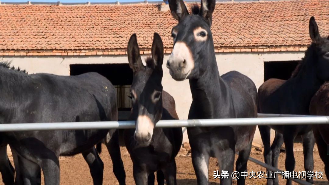 田间示范秀2020年视频,田间示范秀养绵羊