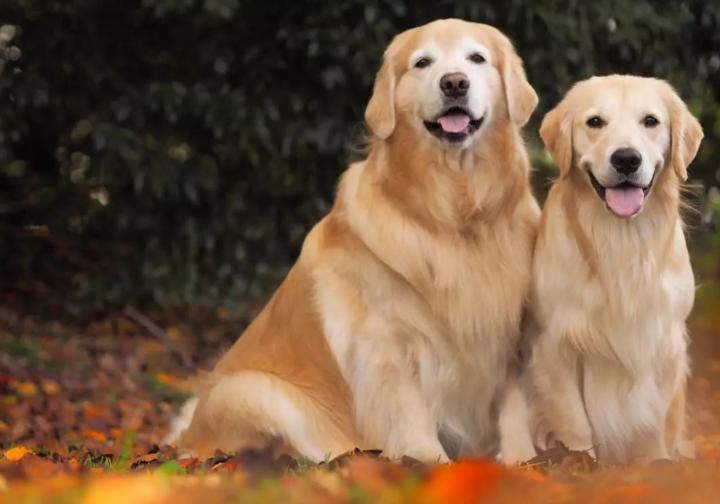 母金毛中年期容易得什么病,母金毛发情期怎么解决