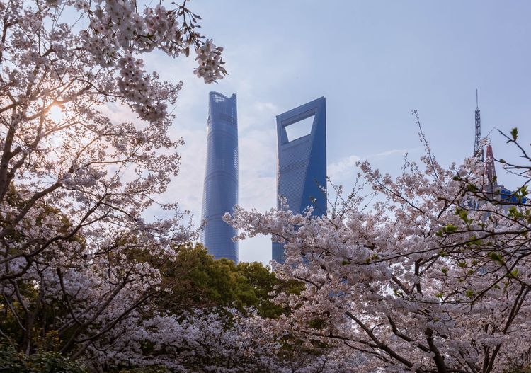 上海顾村公园樱花时间,2022上海顾村公园樱花开了吗