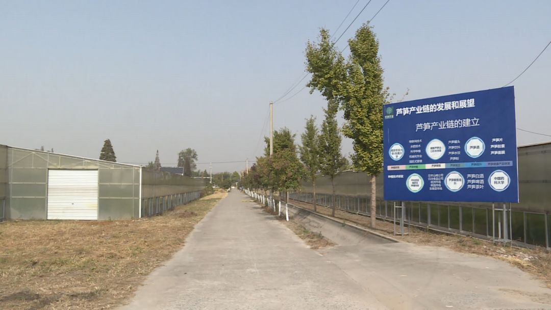 如皋城北街道野林村芦笋现状,芦笋产业乡村振兴