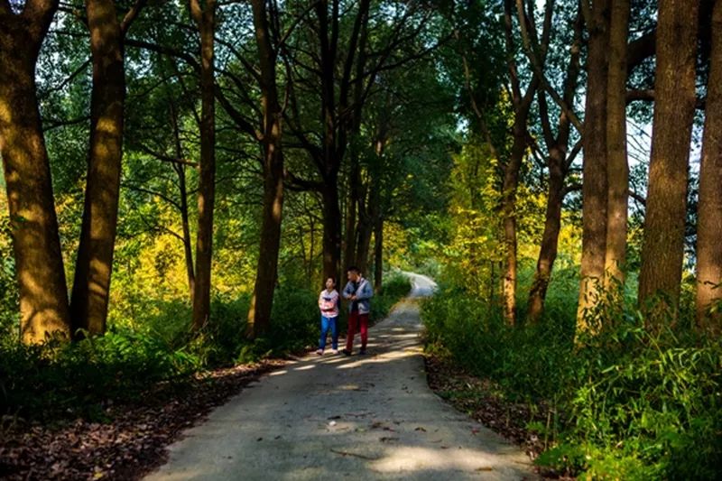 黄色警报响,黄色警报响起