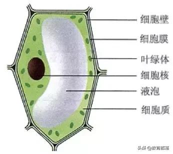 初中生物会考复习计划,初中生物会考复习资料全套