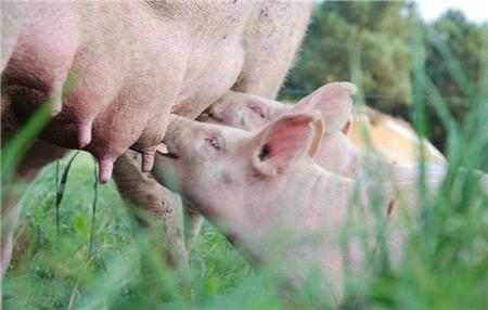 母猪有炎症返情的原因和解决办法,母猪炎症多的根源该如何饲养