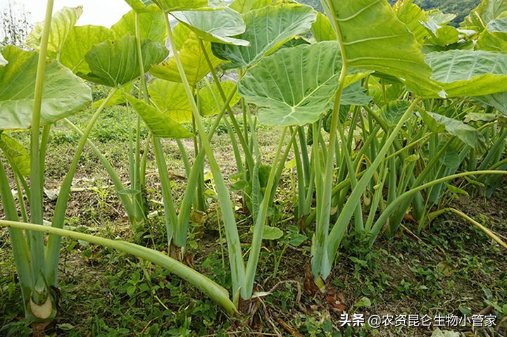 芋头烂叶病前期是什么样,芋头烂根怎么治疗最好