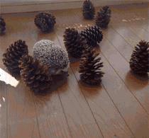 刺猬除了刺猬粮啥也不吃,刺猬爬枣树