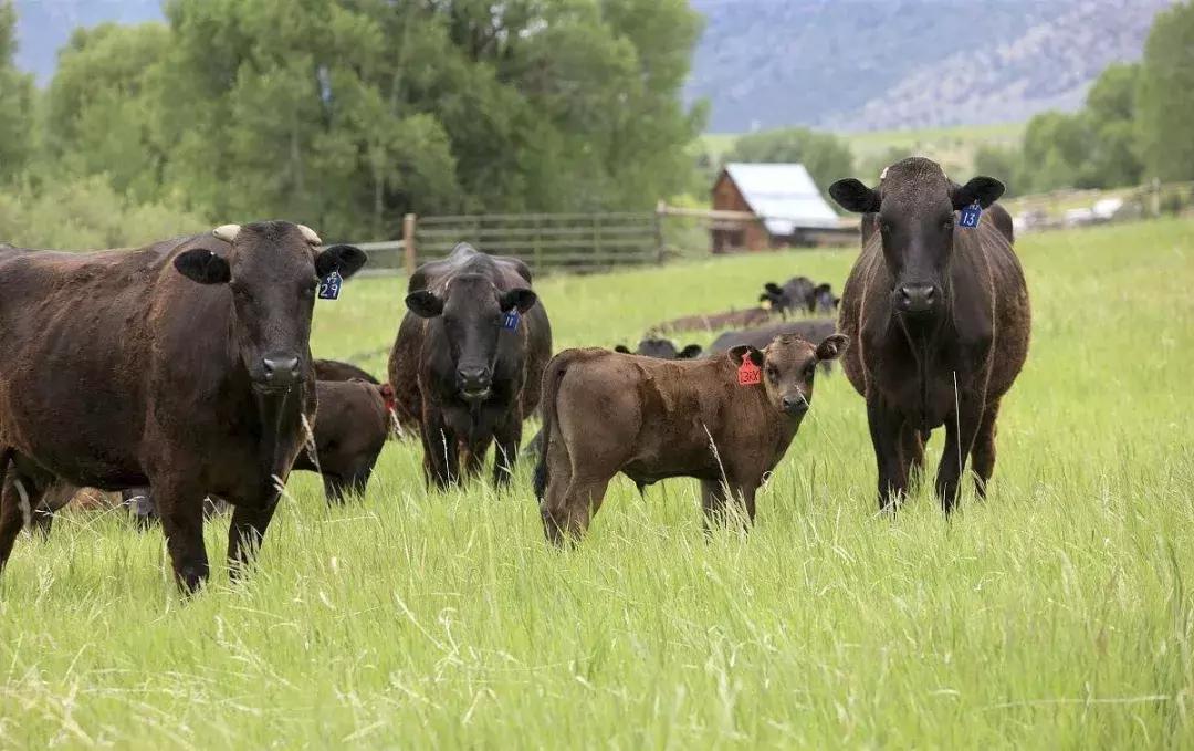 被鱼胶原蛋白骗惨的中国女孩,别再执迷不悟了