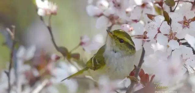柳莺饲养知识大全