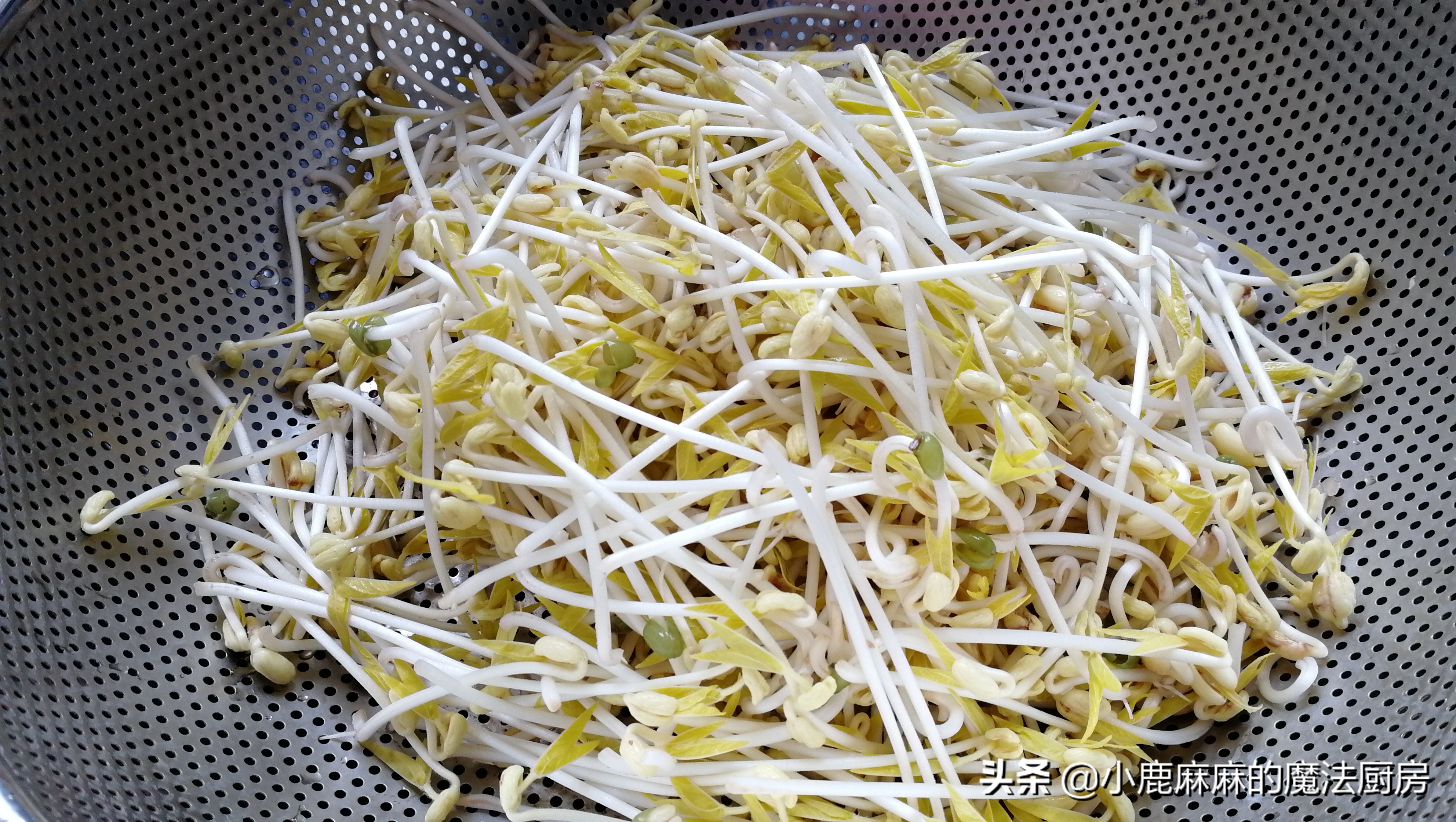 自制的豆芽怎么会苦,怎么自制豆芽不苦