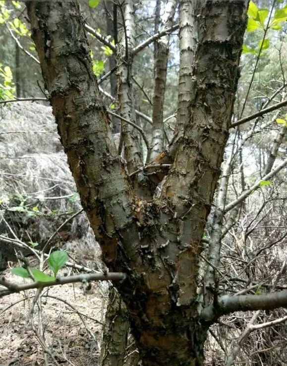 十几块的文玩盘起来竟然也很好看,最适合穷人盘的文玩