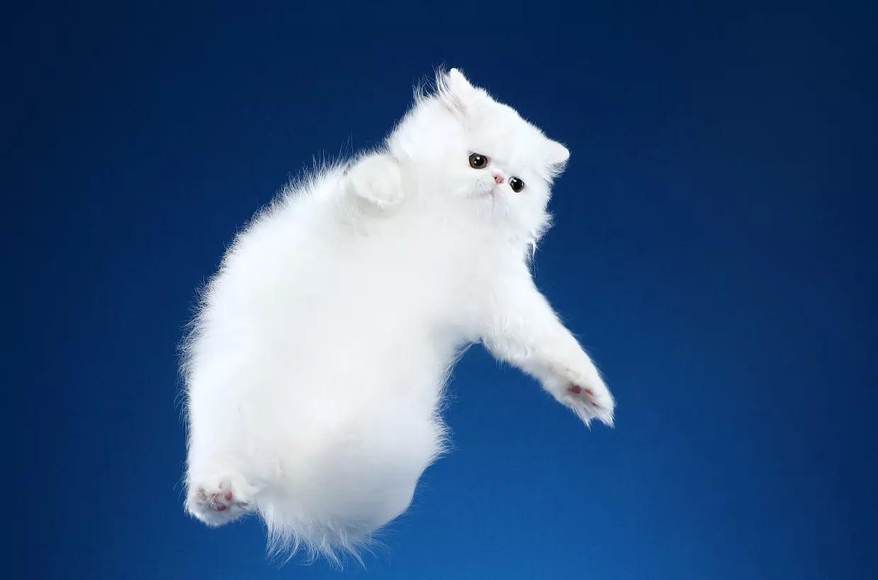 猫舍如何处理猫毛,猫舍买到猫鼻支不退款怎么办