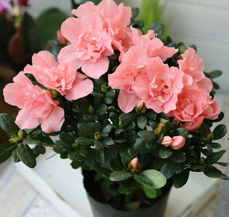 杜鹃花过年能摆放吗,杜鹃花冬天落叶不落叶