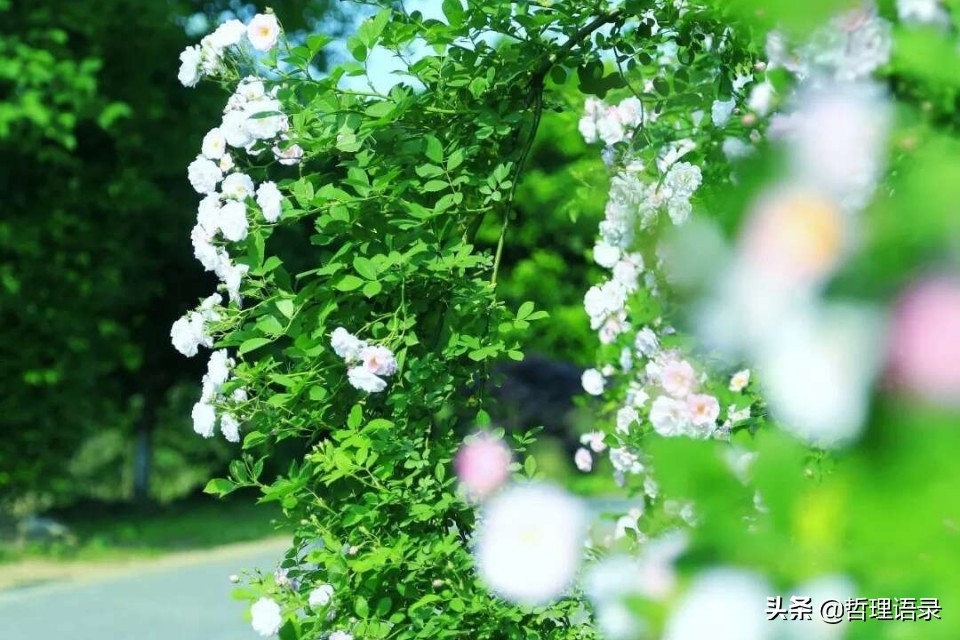 渡己亦渡人的深度解析,渡己亦渡人的句子