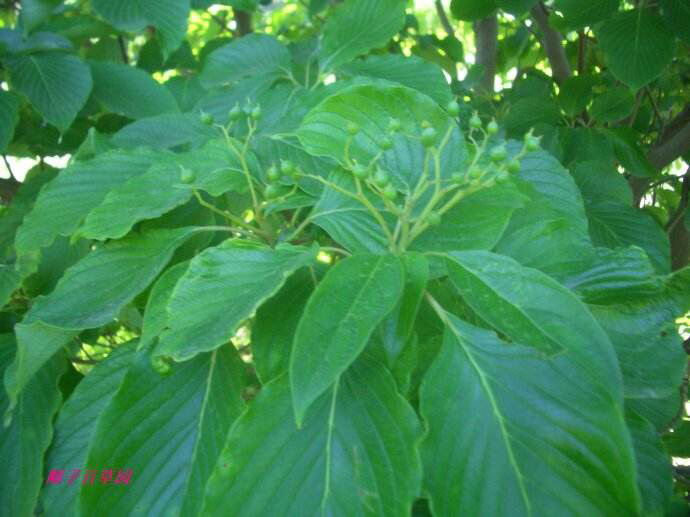 椋子木生长在哪,椋子木分布区域