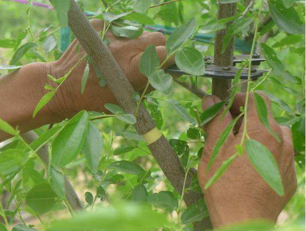 枣快成熟时为什么一直落果,大枣病虫害防治及管理