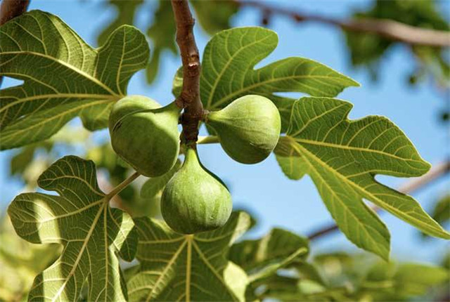 无花果种植技术和管理方法,无花果种植技术和管理