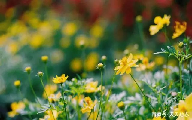 一念放下万般自在经典语录,一念放下万般自在视频