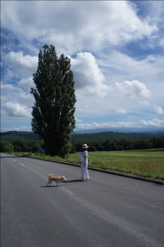 大地上的一棵棵树,大地上的绿树红花