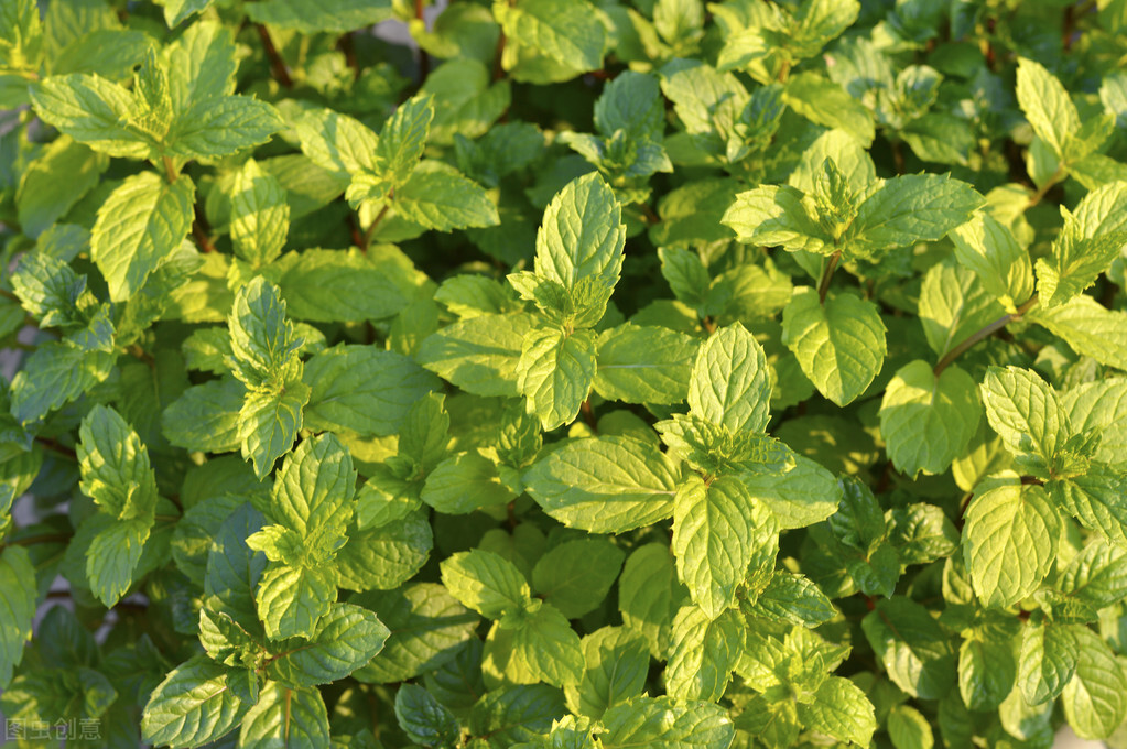 养薄荷会出现哪些问题,养薄荷为什么会死