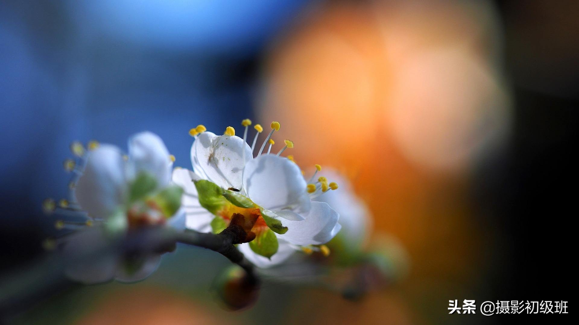 手机微距拍摄技巧视频教程,摄影初学者基础知识视频教程