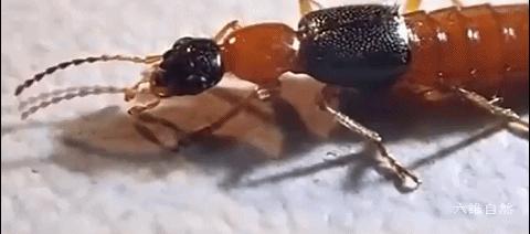 隐翅虫可以用手去拍打吗,拍打隐翅虫多久会有反应