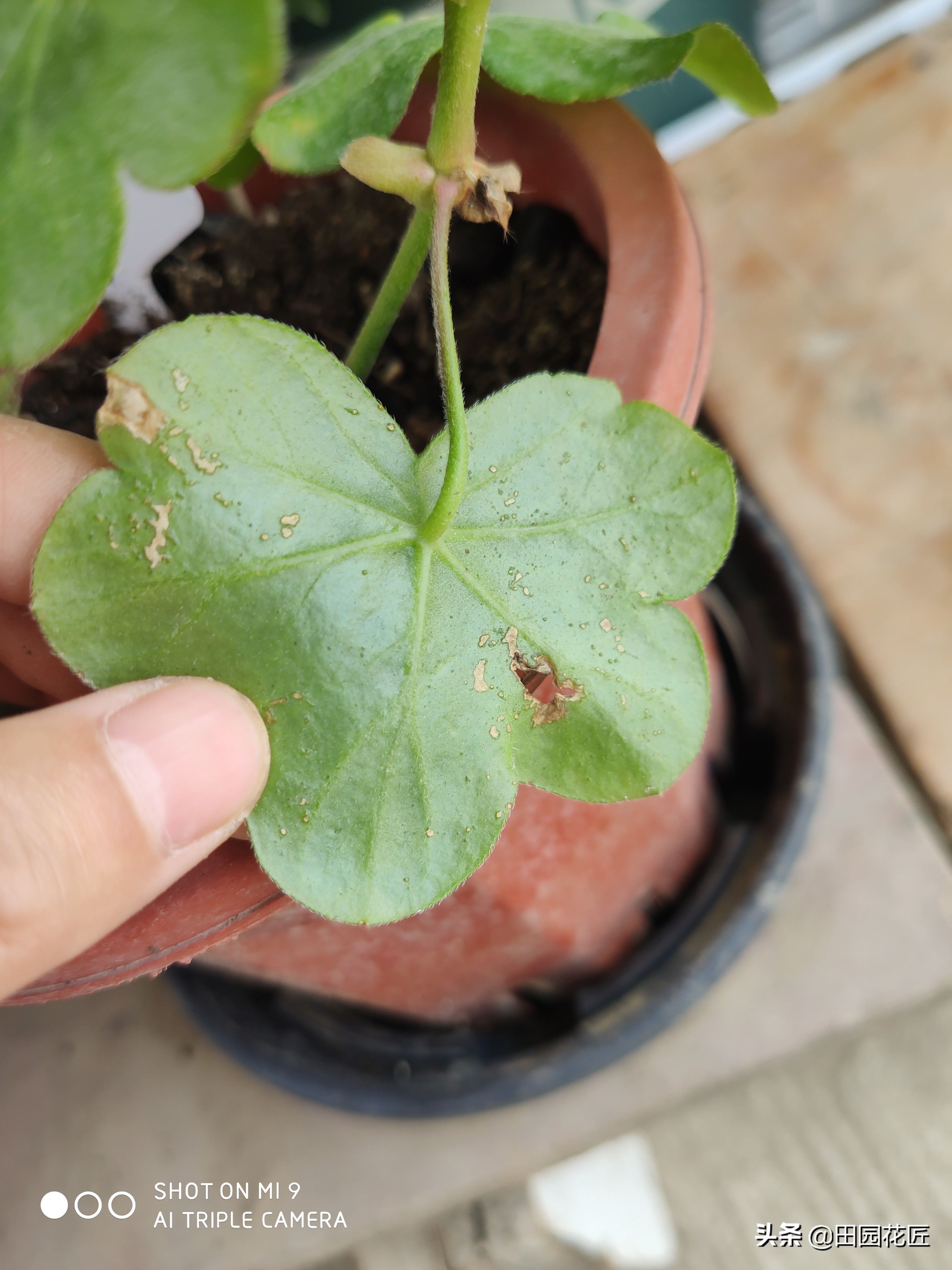 天竺葵黄叶知识,扦插天竺葵用什么药水防烂根