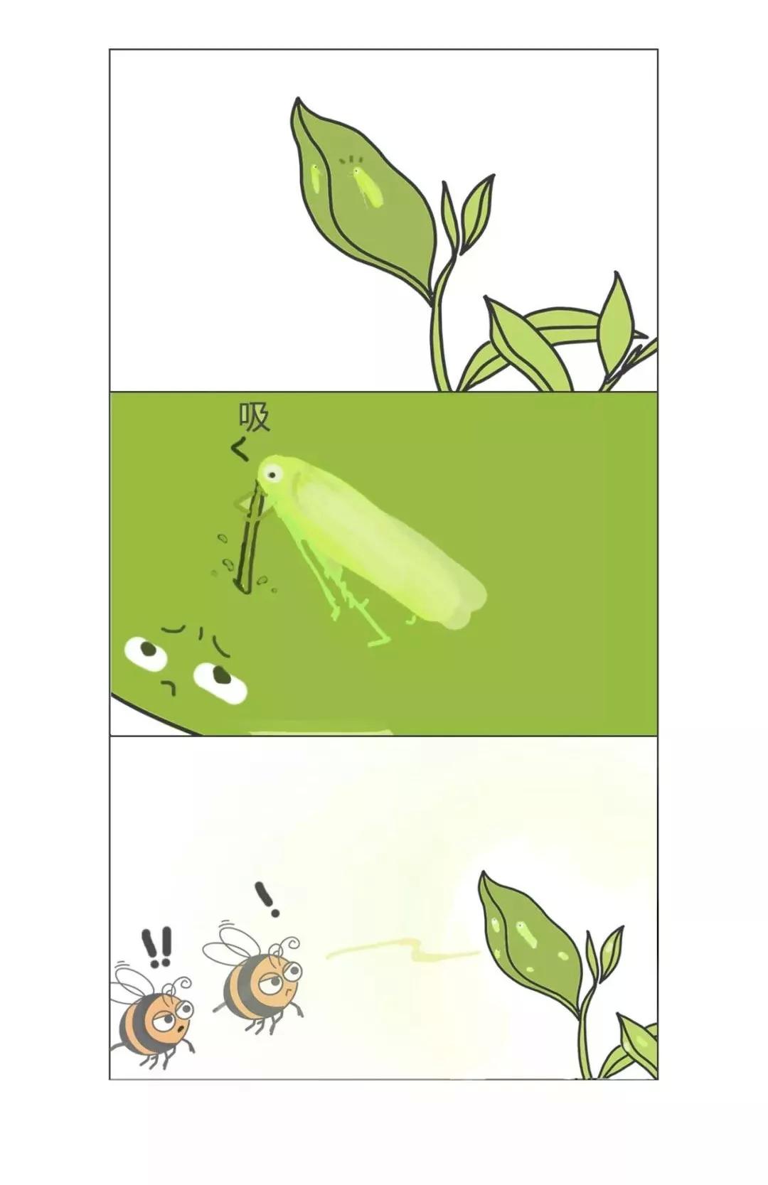 台湾宝岛茶,台湾最好的茶是哪个