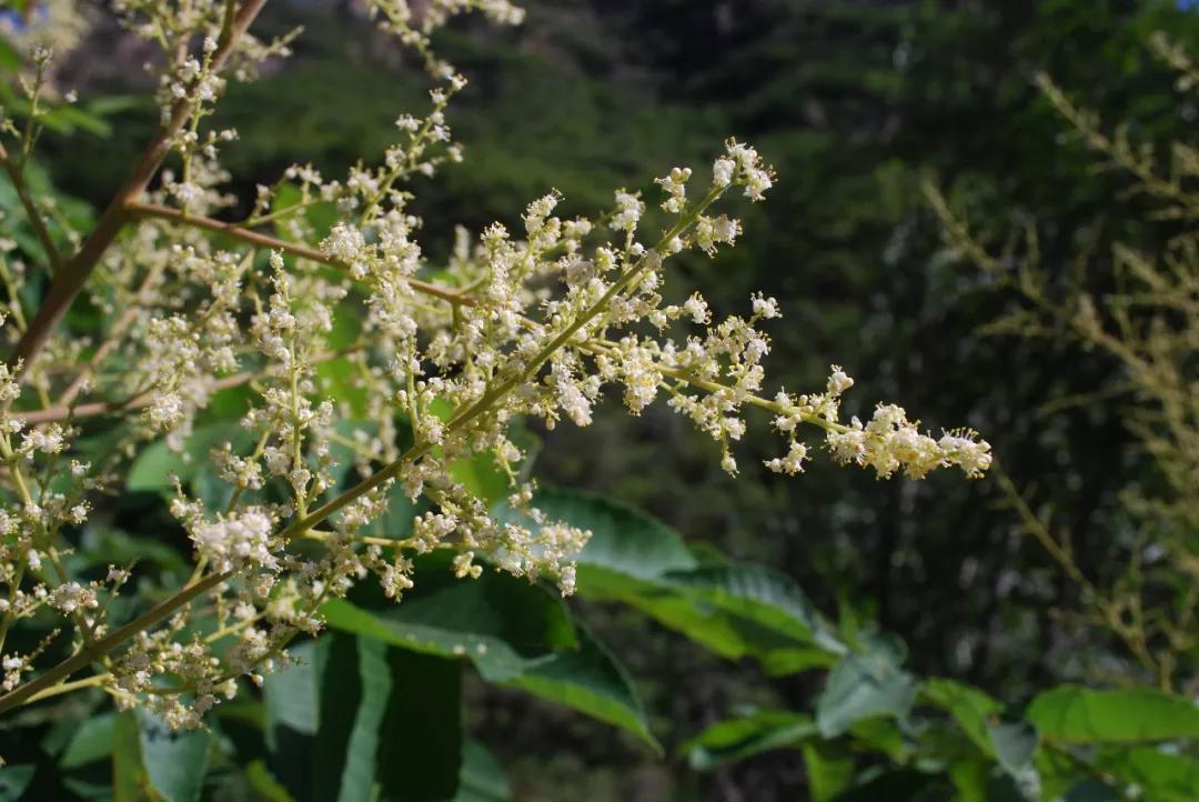 冬天常见中药植物图片及功效,花期长的草本植物图片