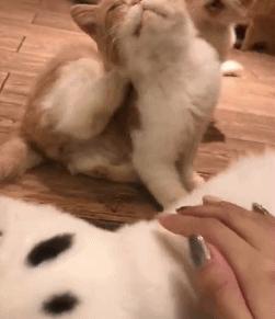 春天里，猫咪需要“三防一管”