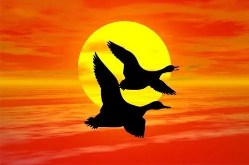 大雁聪明到什么程度,大雁聪明的图片