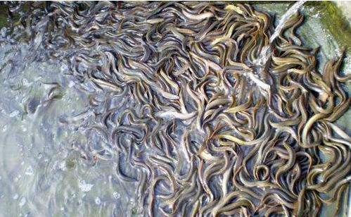 台湾泥鳅养殖方法及饲料配方,有机沼液泥鳅养殖技术