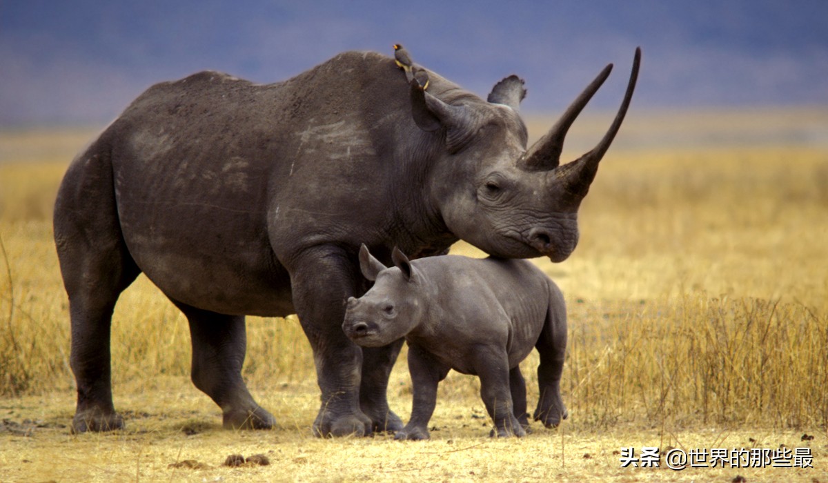 世界上最厉害的三大猛兽第一名,世界上都有哪些比较猛的猛兽