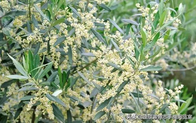 古诗十九首全文及注释,古诗十九首原文及译文