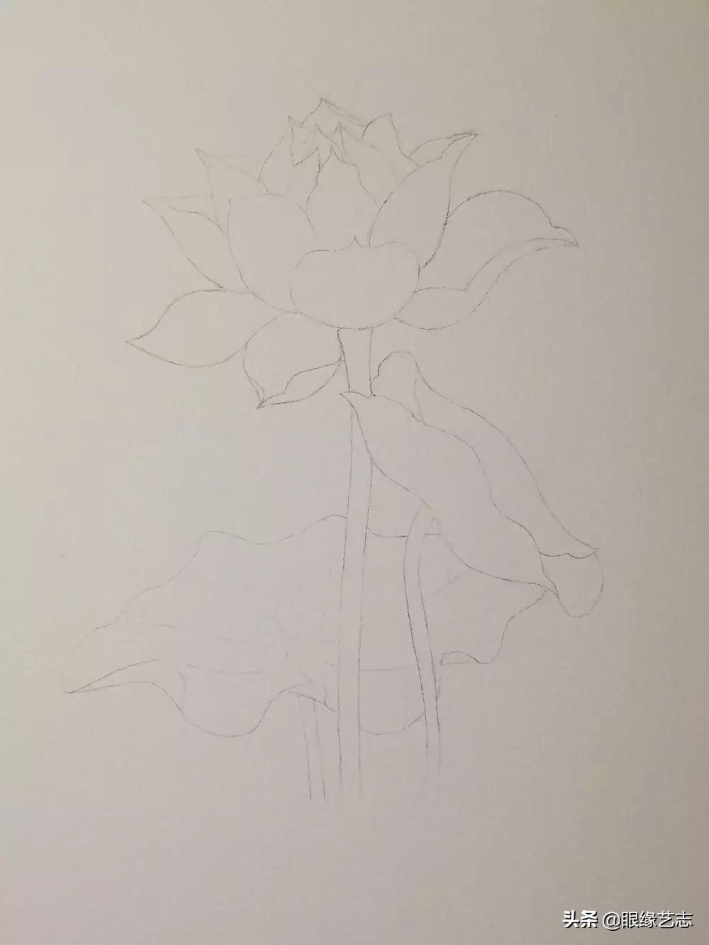 水彩莲花画法教程,白色荷花水彩画法教程