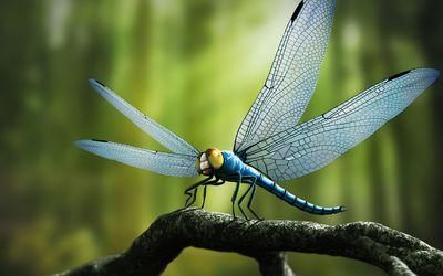 蜻蜓和豆娘的眼睛的区别,蜻蜓和豆娘的眼睛区别