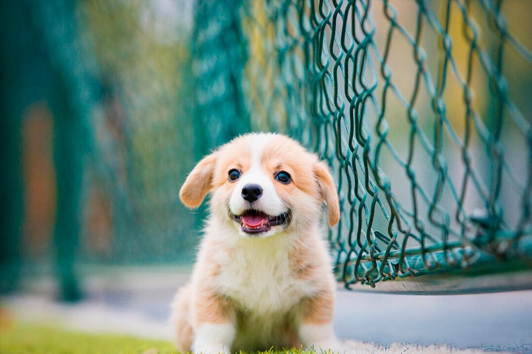 小型宠物犬多少钱一只,十种最省心的小型犬多少钱一只