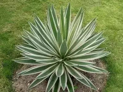 拍摄花的花语,100种摄影基础美学