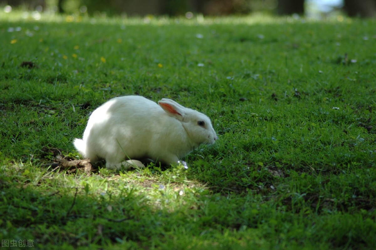 兔子受伤了它自己怎么治病,兔子受伤自己会痊愈吗