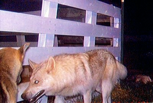 喵星人抓老鼠,喵星人抓老鼠的声音