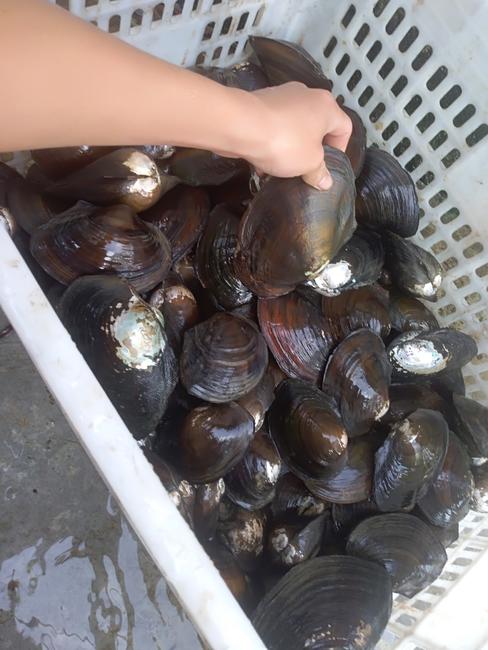 珍珠贝里真的能吃到珍珠吗?本地人告诉你:这是真的