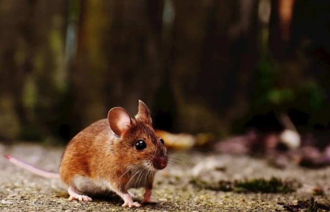 农村小老鼠坐天下，老话“贫富看老鼠”说得是啥呢？在理？